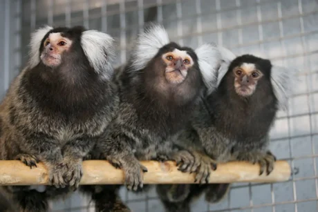 Cytological Bone Marrow Cell Differential Counts and Morphological Findings in the Common Marmoset